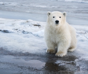 Mały, Śnieg, Polarny, Niedźwiedź