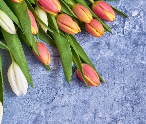 Kolorowe, Tulipany, Czerwono-żółte, Białe