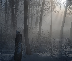 Las, Mgła, Przebijające światło, Zima