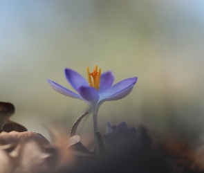 Fioletowy, Krokus, Kwiatek
