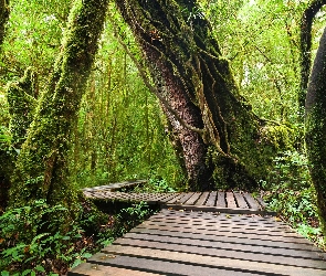 Drewniany, Las tropikalny, Tajlandia, Tajlandia, Park Narodowy Doi Inthanon, Chiang Mai, Pomost