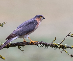 Krogulec czarnołbisty, Gałązka, Ptak