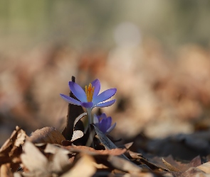 Fioletowy, Kwiat, Krokus, Mały