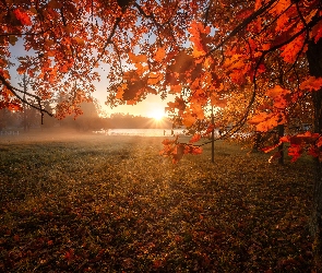 Drzewa, Liście, Jesień, Gałęzie, Promienie słońca, Dąb, Jezioro, Mgła