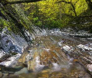 Las, Koryto, Skarpa, Rzeka, Skały