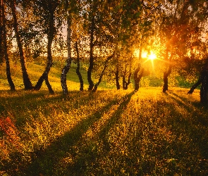 Promienie słońca, Trawa, Brzozy, Drzewa