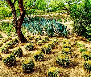 Park, Kaktusy, Stany Zjednoczone, Sunnylands Center Gardens, Rancho Mirage, Kalifornia, Ogród