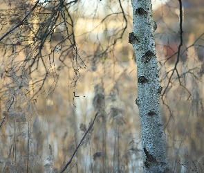 Brzoza, Gałęzie, Drzewo