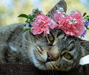 Kot, Kwiaty, Bury