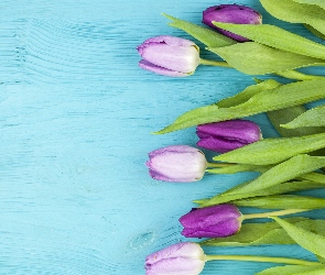 Niebieskie, Deski, Tulipany