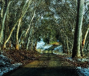 Droga, Śnieg, Zima, Drzewa