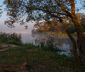 Trzciny, Trawa, Jezioro, Drzewa