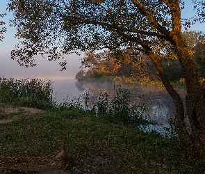 Jezioro, Trzciny, Trawa, Drzewa