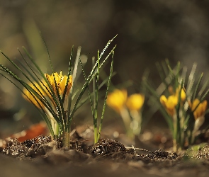 Żółte, Kwiaty, Kępki, Krokusy