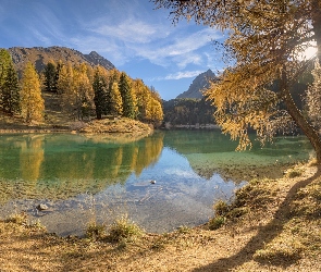Góry, Drzewa, Jezioro Lai da Palpuogna, Modrzewie, Kanton Gryzonia, Alpy Retyckie, Szwajcaria, Jesień