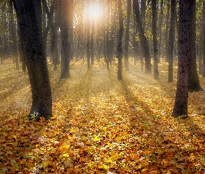 Liście, Przebijające światło, Jesień, Drzewa, Las