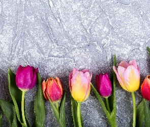 Tło, Szare, Kolorowe, Tulipany