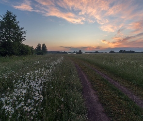 Drzewa, Droga, Łąki, Wschód słońca