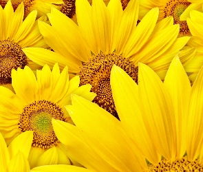 Żółte, Kwiaty, Słoneczniki