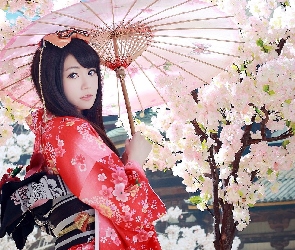 Wiśnia, Kwitnąca, Azjatka, Drzewo, Kimono, Kobieta, Parasol
