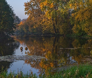 Rzeka, Trzciny, Trawy, Drzewa, Jesień