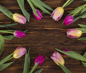Tulipany, Deski, Brązowe