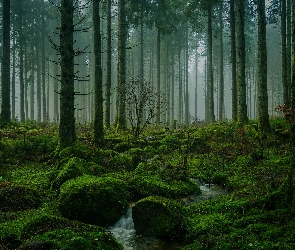 Drzewa, Strumień, Kamienie, Omszałe, Las