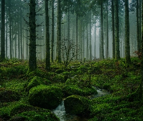 Las, Strumień, Omszałe, Kamienie, Drzewa