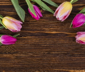 Kolorowe, Deski, Ciemne, Tulipany