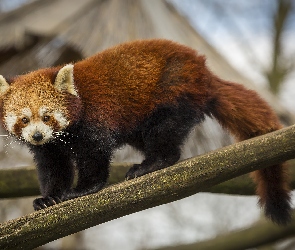 Pandka ruda, Spojrzenie, Panda mała