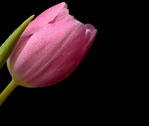 Różowy, Czarne tło, Tulipan