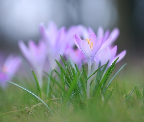 Zbliżenie, Kwiat, Krokus, Fioletowy