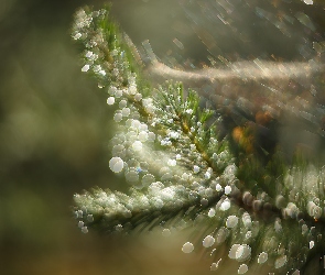 Gałązka, Bokeh, Iglak