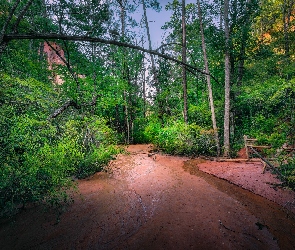 Rzeka, Rośliny, Drzewa, Skały, Las