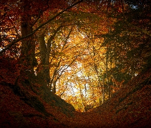 Las, Liście, Opadłe, Skarpa, Jesień
