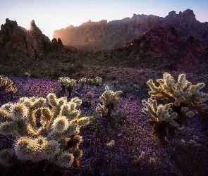 Stany Zjednoczone, Stan Arizona, Promienie słońca, Góry, Kaktusy cholla, Park Narodowy Saguaro