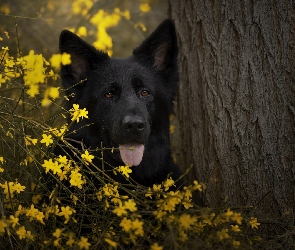 Pies, Kwiaty, Mordka, Drzewo, Czarny owczarek niemiecki