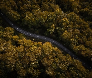 Las, Z lotu ptaka, Jesień, Droga, Drzewa