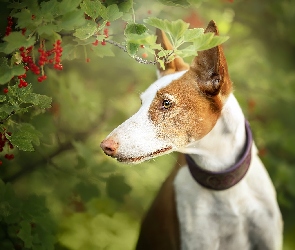 Pies, Porzeczki, Krzew, Gałązki, Basenji