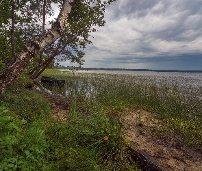 Jezioro, Łódka, Brzoza, Rośliny, Drzewa