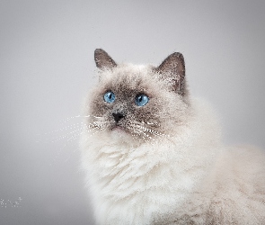 Oczy, Niebieskie, Kot, Ragdoll