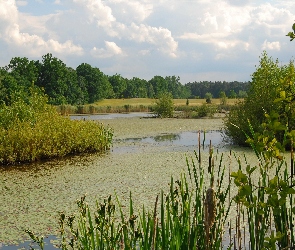 Szuwary, Drzewa, Staw