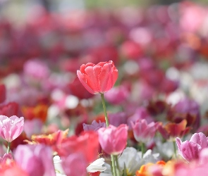 Kolorowe, Tulipany, Rozświetlone