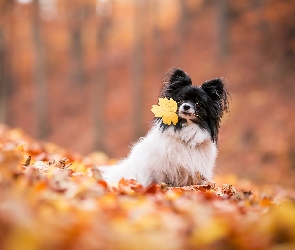 Spaniel kontynentalny miniaturowy Papillon, Tło, Rozmyte, Liście, Pies