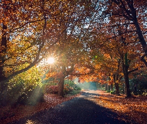 Drzewa, Poranek, Promienie słońca, Jesień, Droga