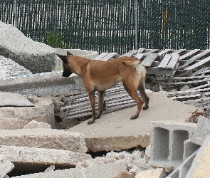 Owczarek belgijski Malinois, gruzy