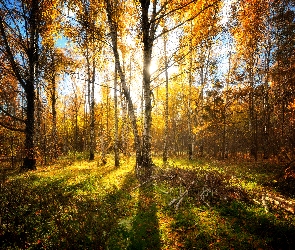 Jesień, Przebijające światło, Drzewa, Brzozy, Las