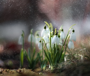 Bokeh, Trawa, Kwiaty, Przebiśniegi