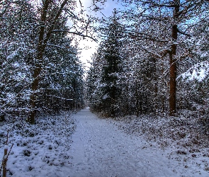 Las, Śnieg, Drzewa, Zima, Droga