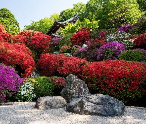 Dom, Różaneczniki, Kwiaty, Kamienie, Krzewy, Ogród, Rododendrony